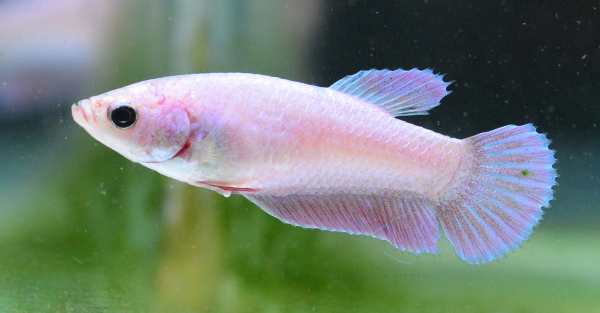 Purple Pink HMPK Female