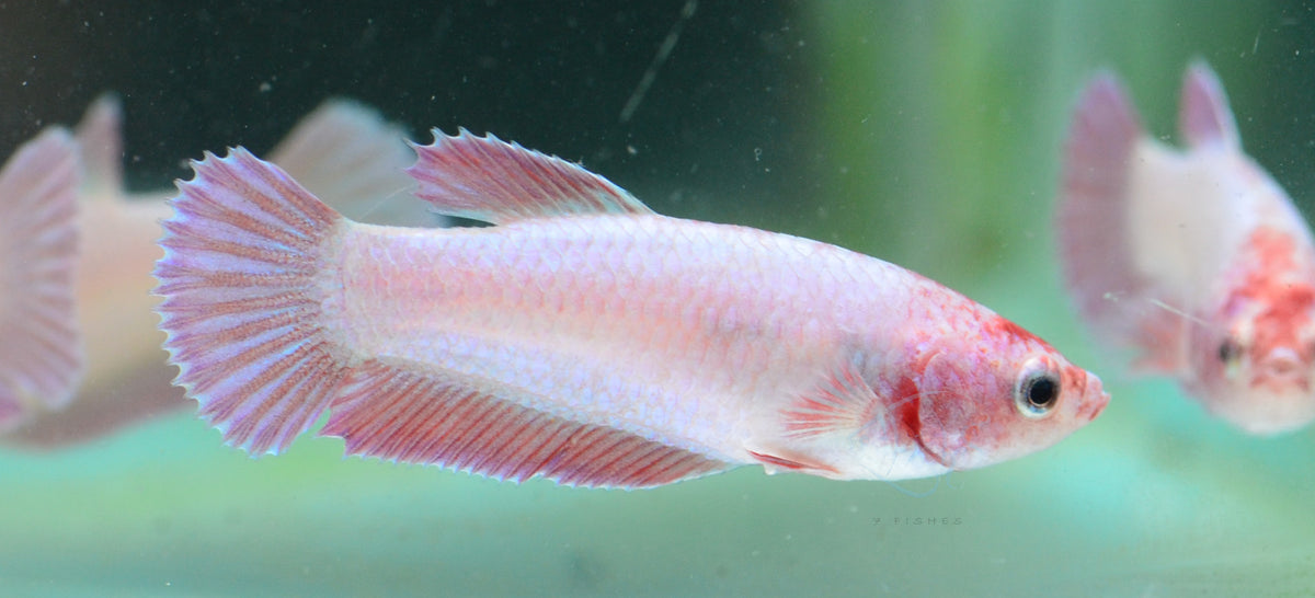 Purple Pink HMPK Female