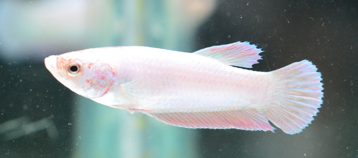 Purple Pink HMPK Female