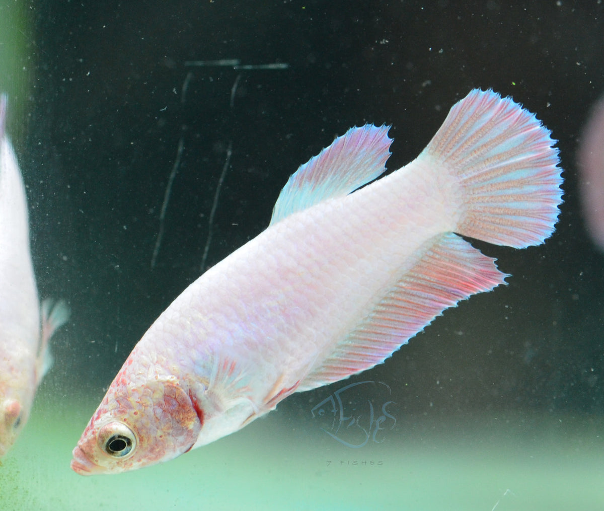 Purple Pink HMPK Female