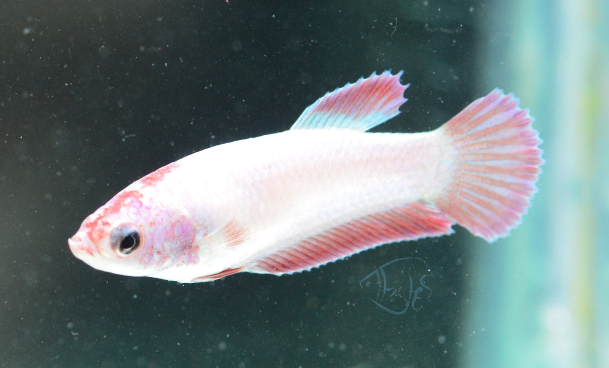 Purple Pink HMPK Female