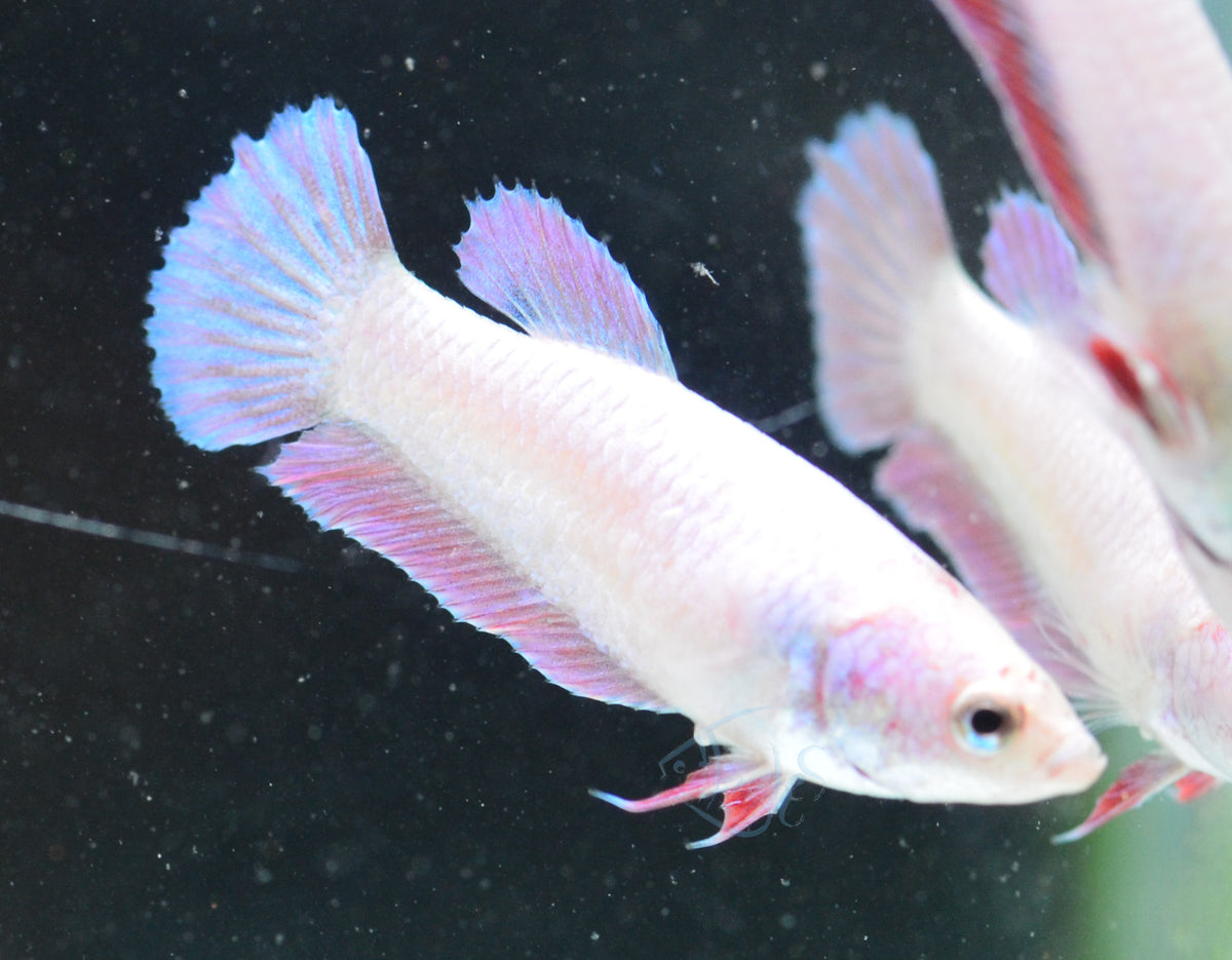 Purple Pink HMPK Female