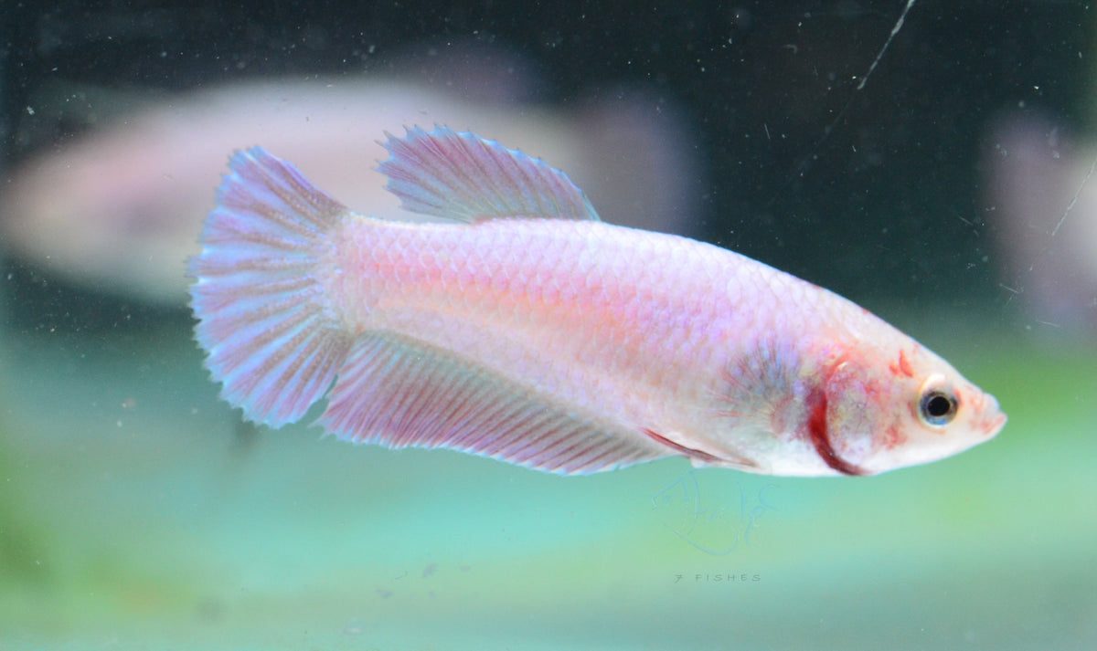 Purple Pink HMPK Female