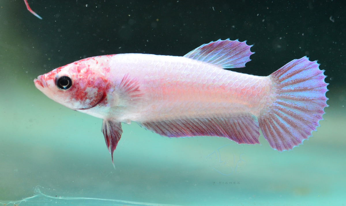 Purple Pink HMPK Female