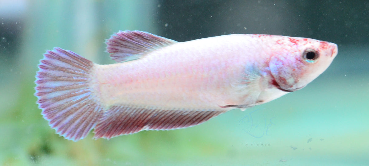 Purple Pink HMPK Female