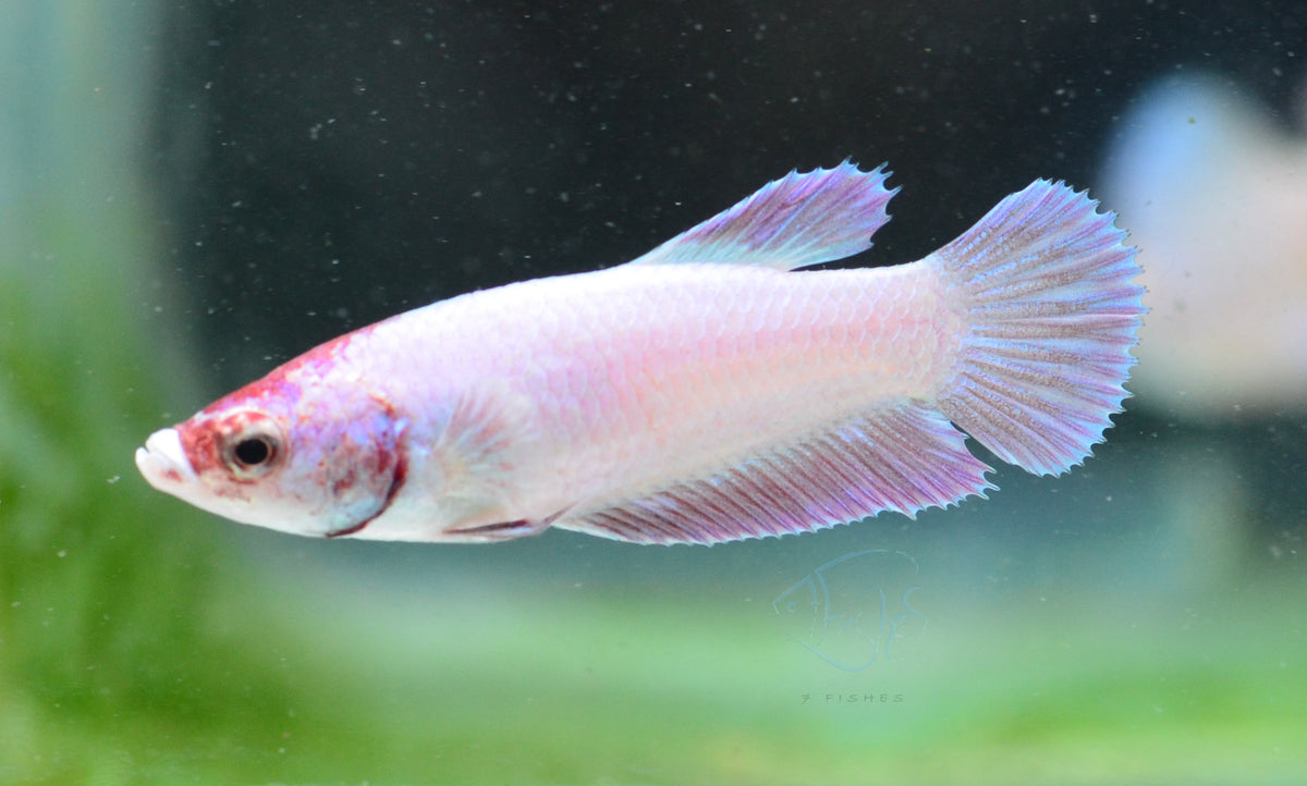 Purple Pink HMPK Female