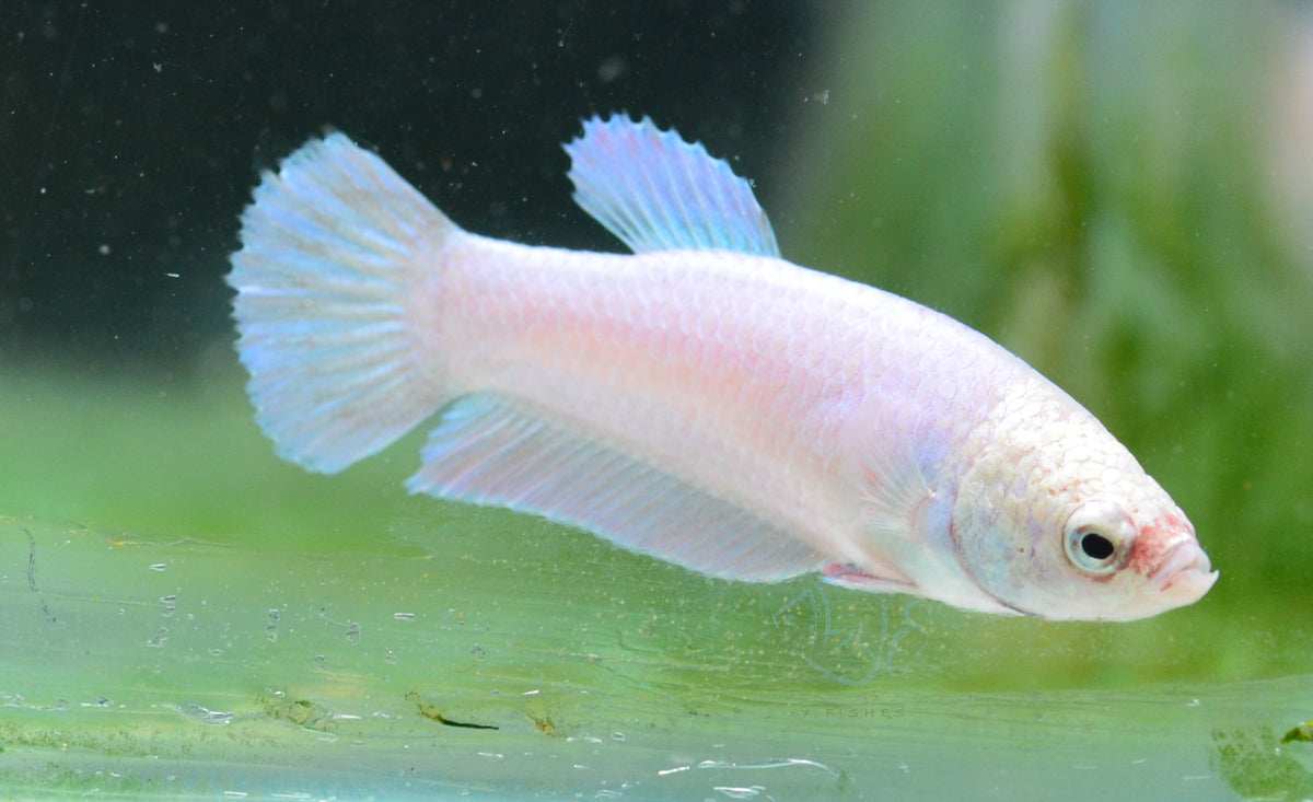 Purple Pink HMPK Female