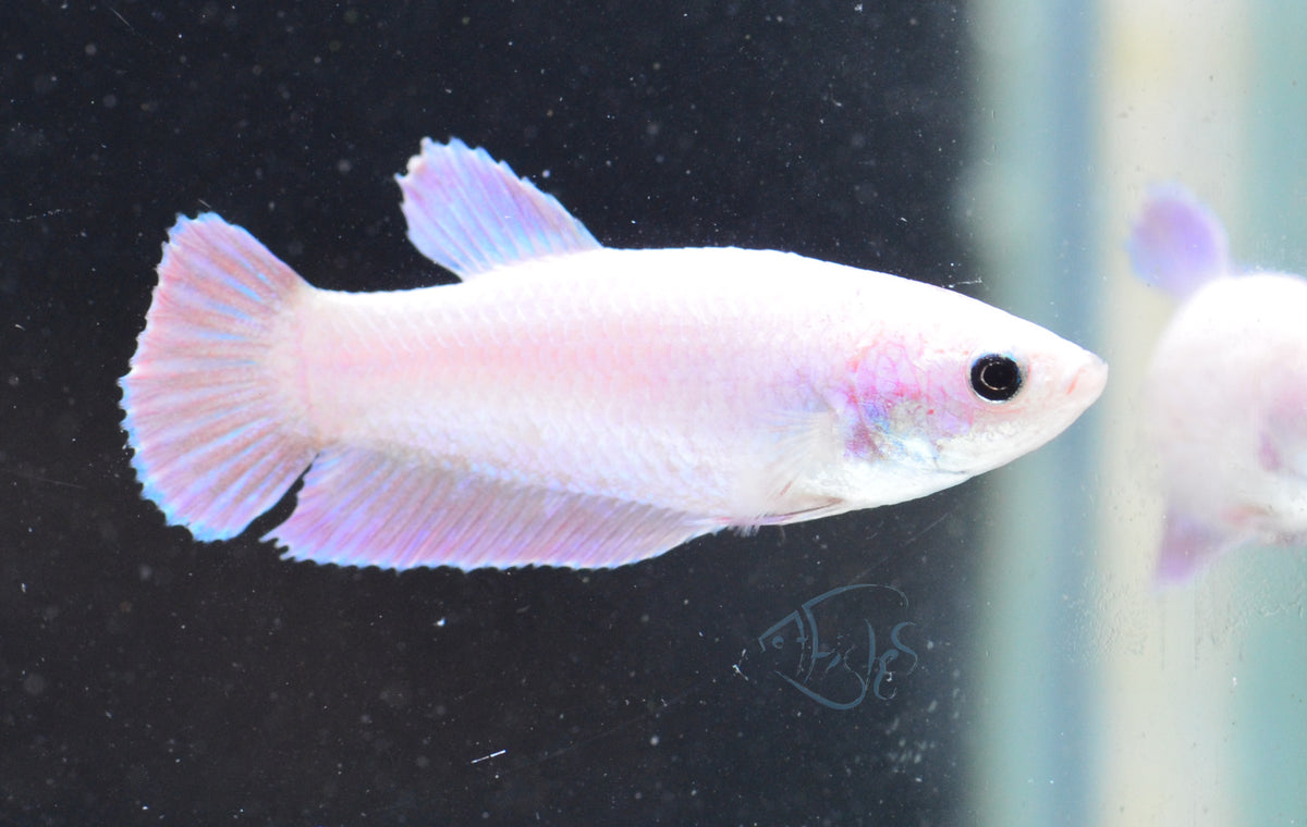 Purple Pink HMPK Female