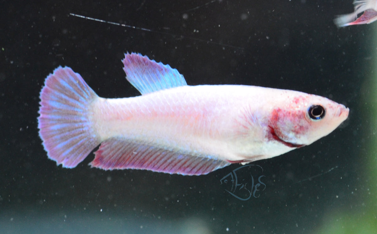 Purple Pink HMPK Female