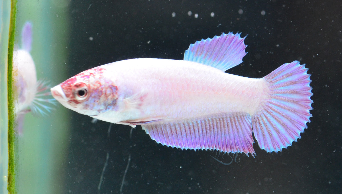 Purple Pink HMPK Female