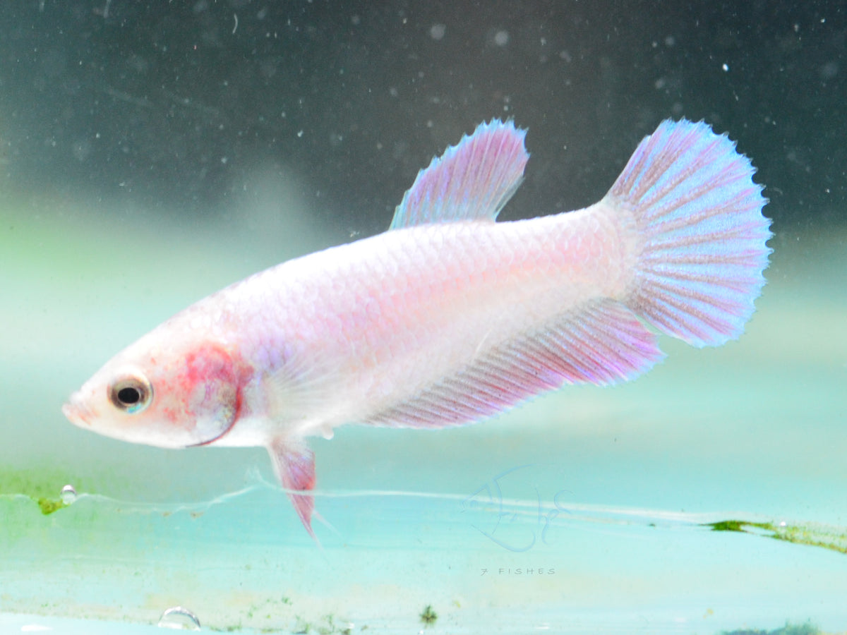 Purple Pink HMPK Female