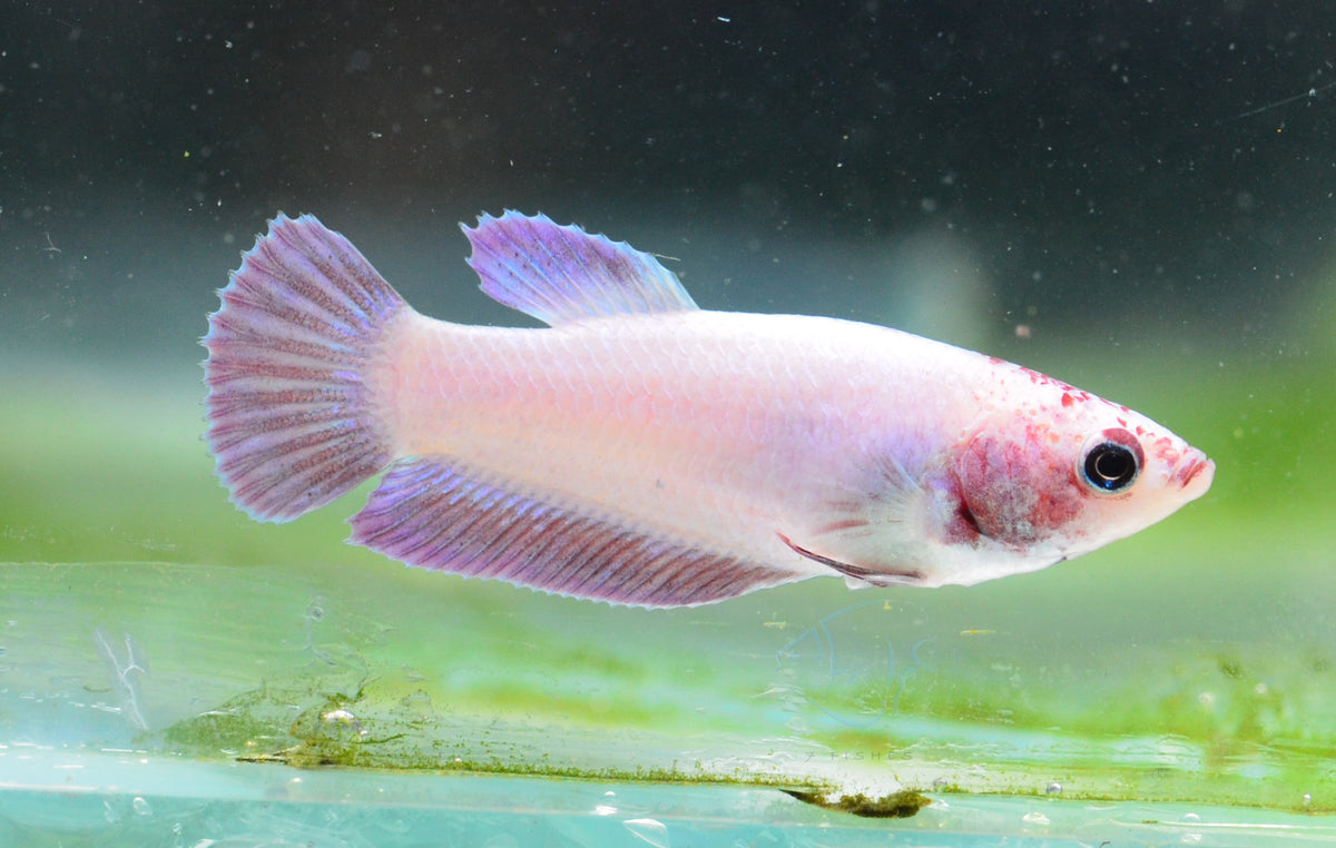 Purple Pink HMPK Female