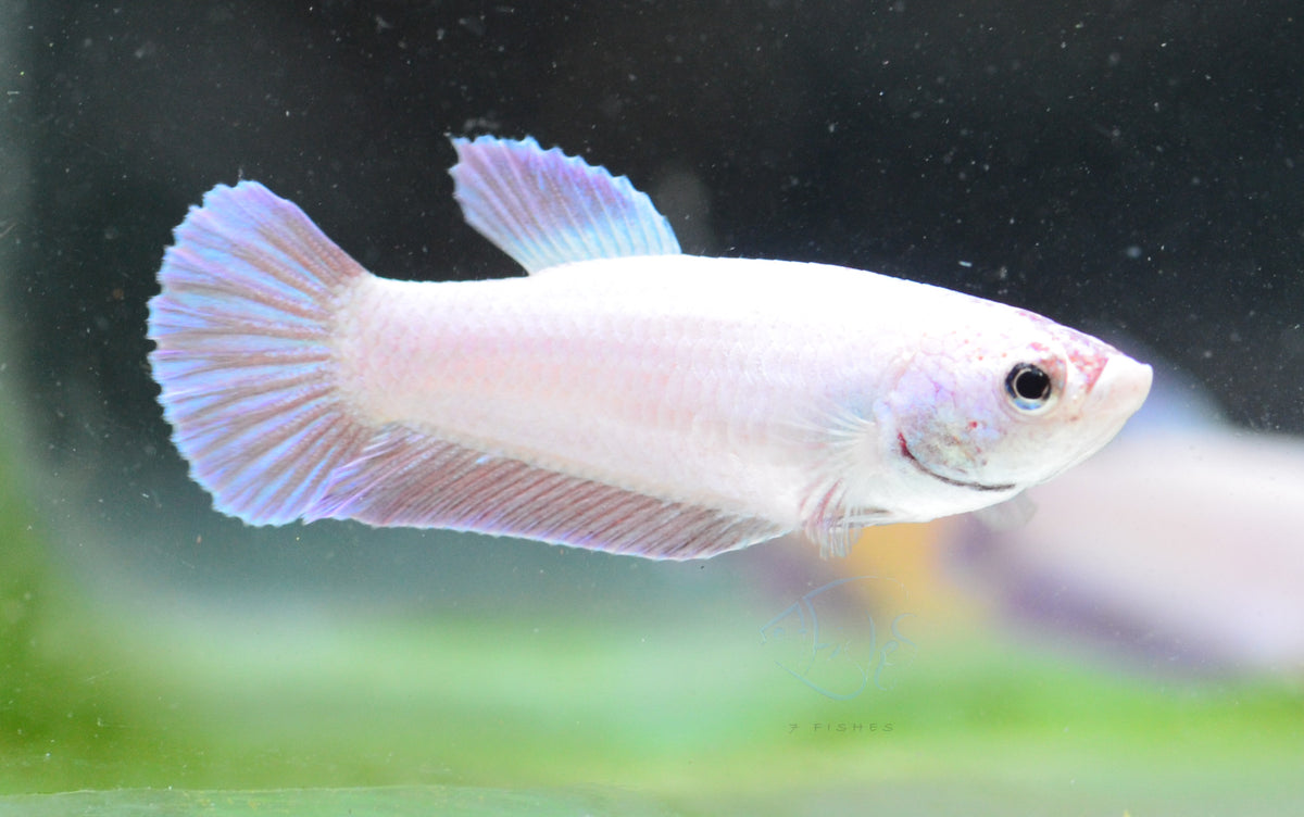 Purple Pink HMPK Female