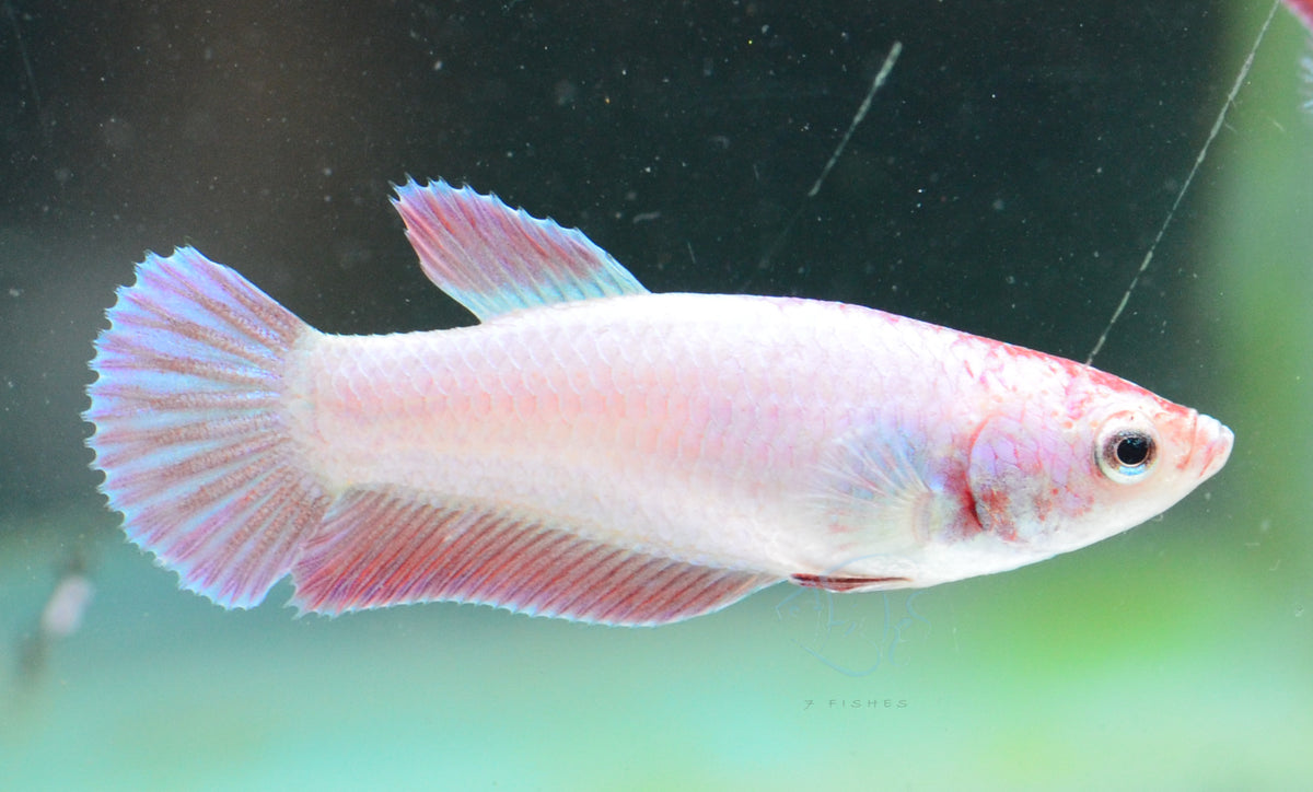 Purple Pink HMPK Female