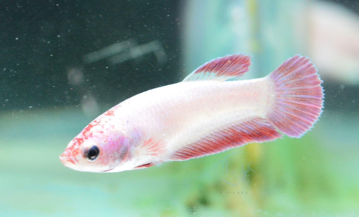 Purple Pink HMPK Female