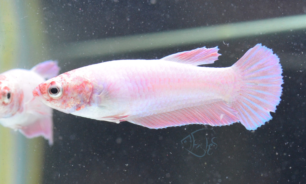 Purple Pink HMPK Female