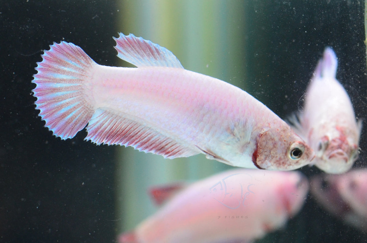 Purple Pink HMPK Female