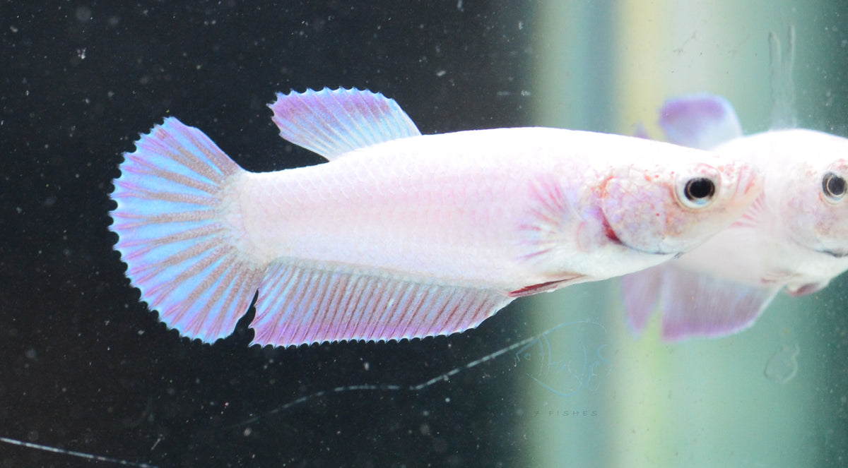 Purple Pink HMPK Female