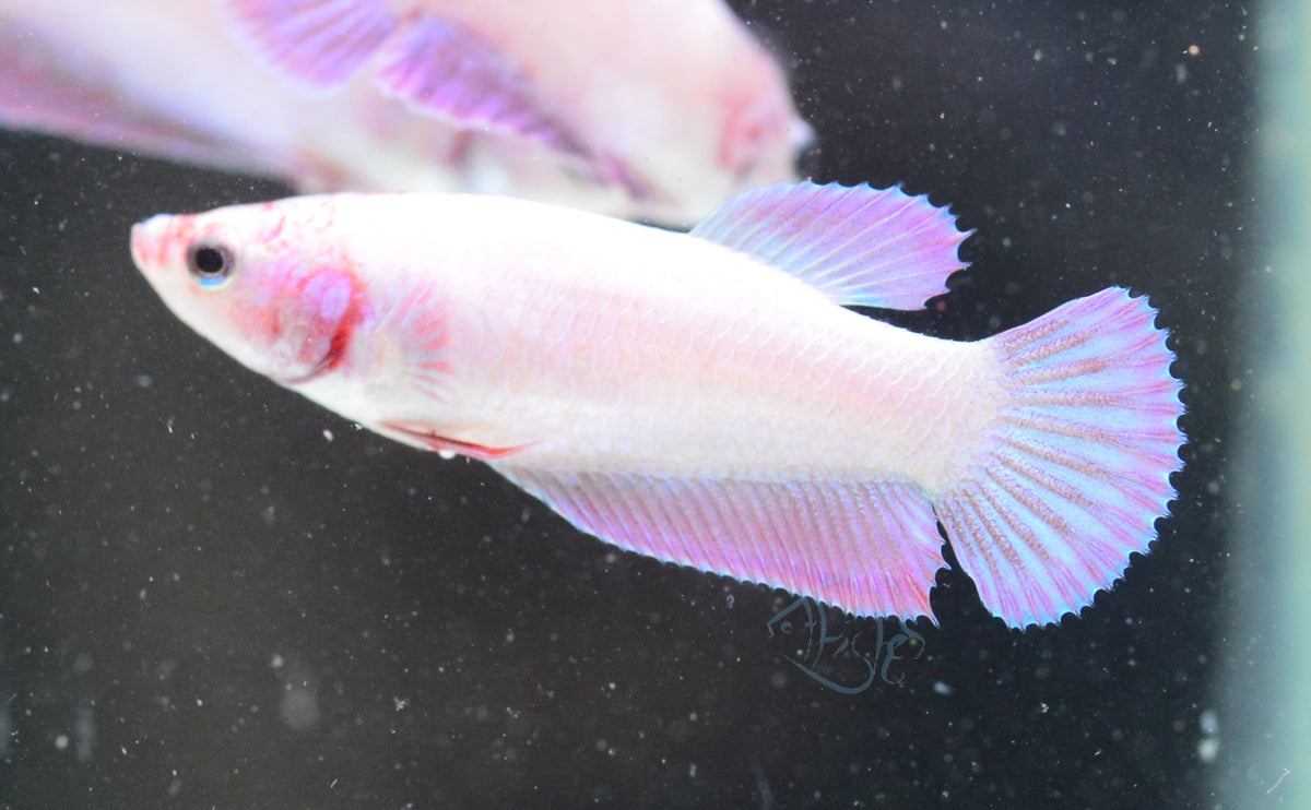 Purple Pink HMPK Female