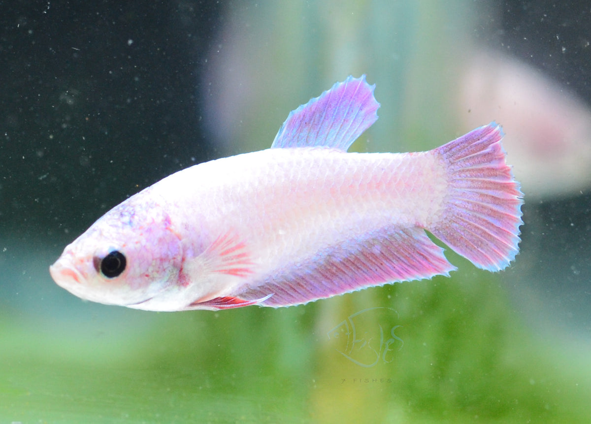 Purple Pink HMPK Female