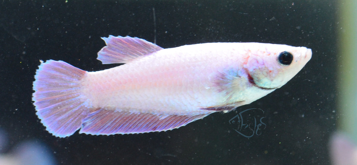 Purple Pink HMPK Female