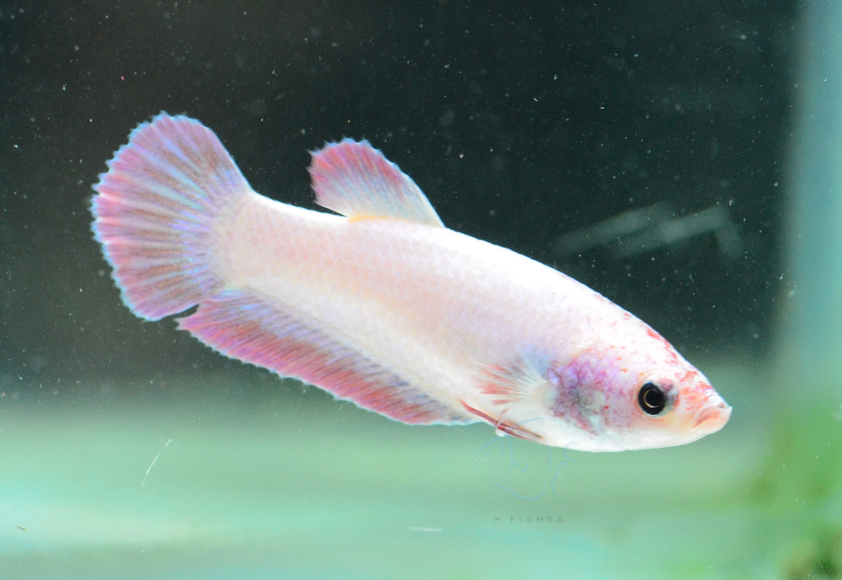 Purple Pink HMPK Female