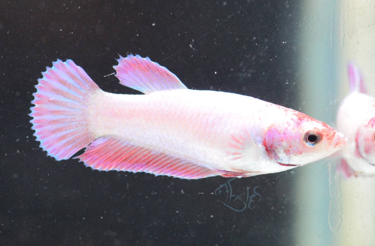 Purple Pink HMPK Female