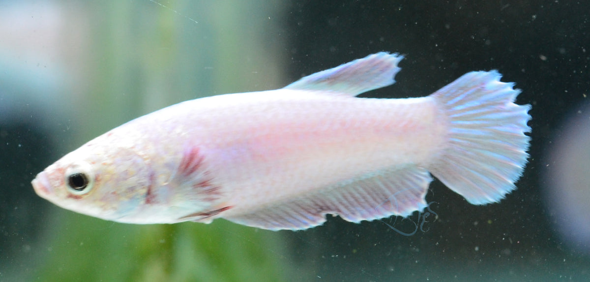 Purple Pink HMPK Female