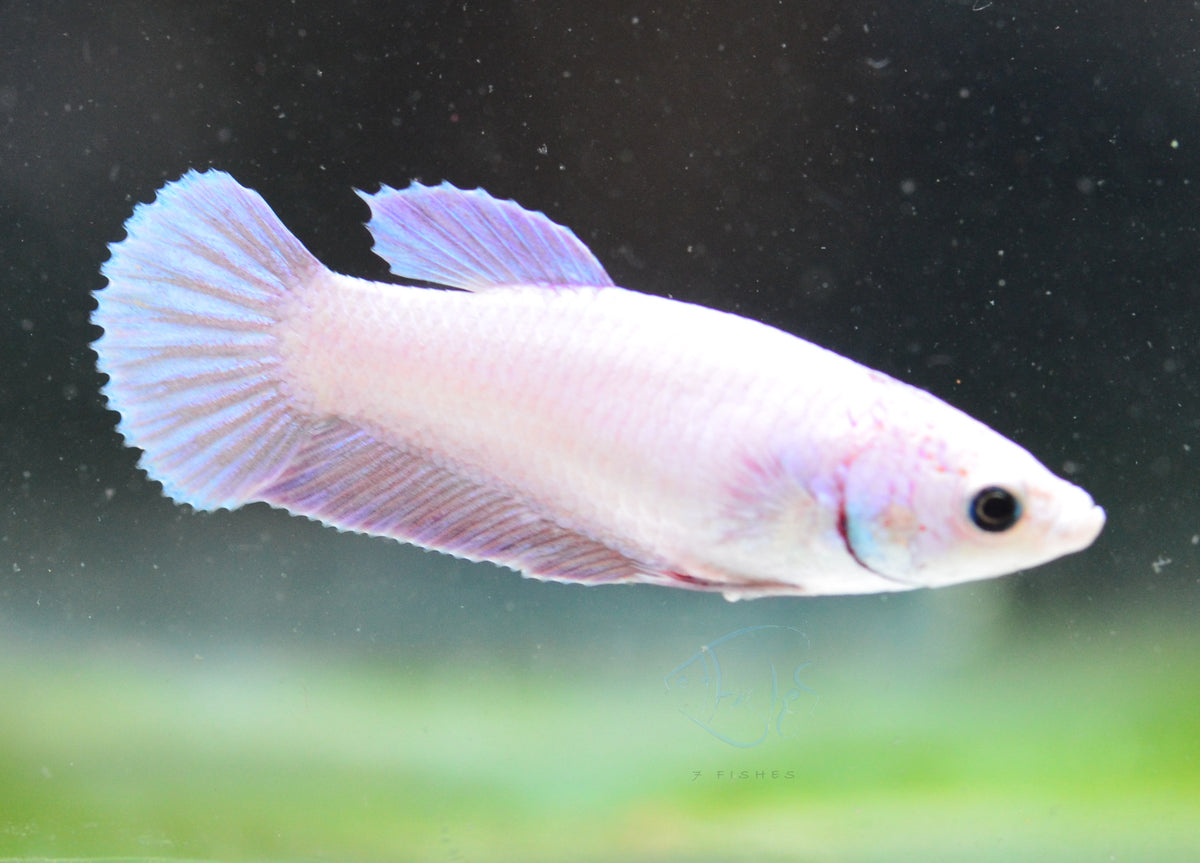 Purple Pink HMPK Female