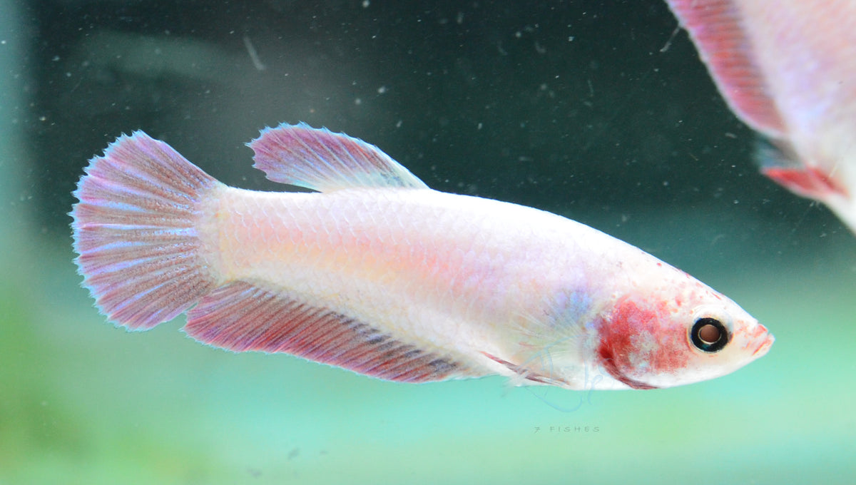 Purple Pink HMPK Female