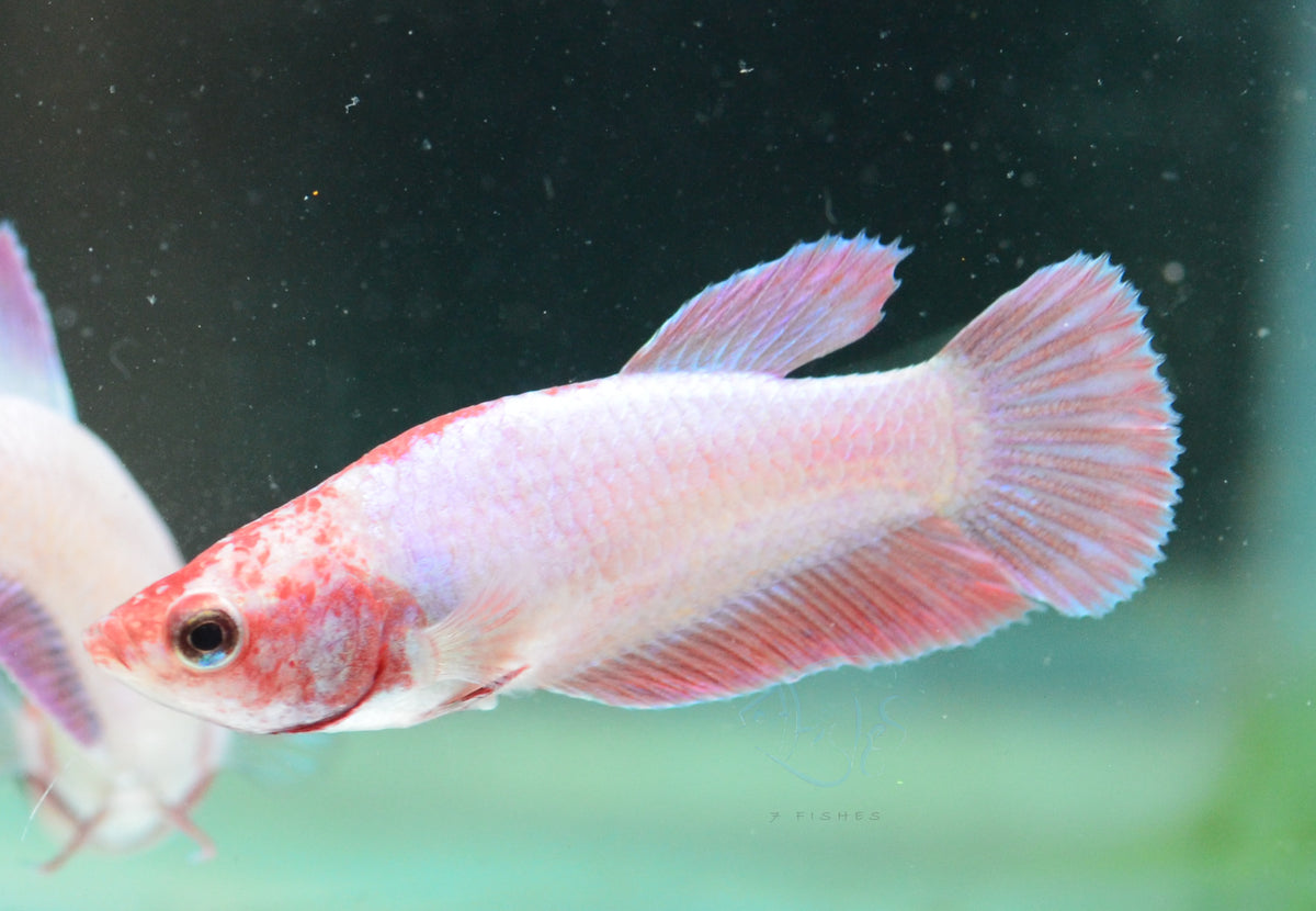 Purple Pink HMPK Female