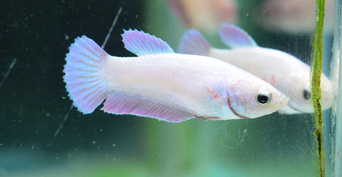 Purple Pink HMPK Female