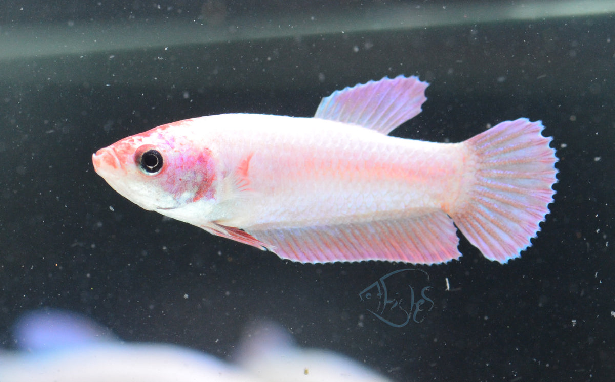 Purple Pink HMPK Female