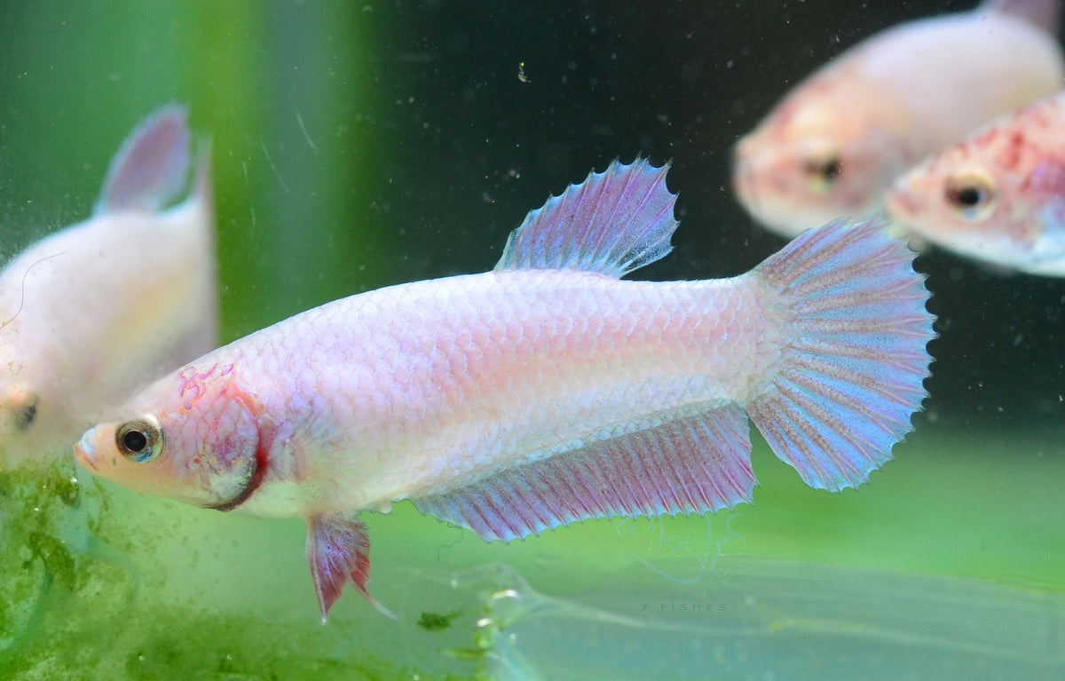 Purple Pink HMPK Female