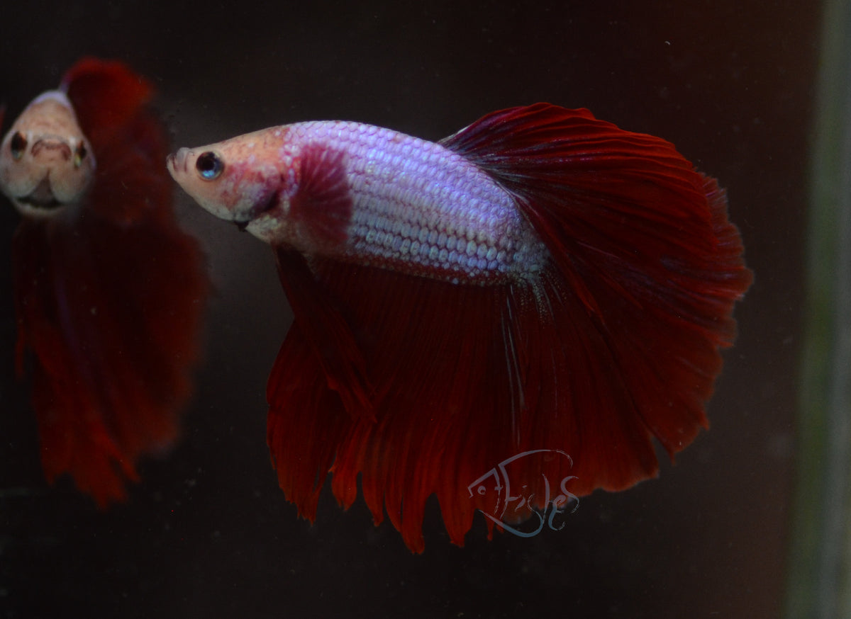 Red Dragon Halfmoon Male