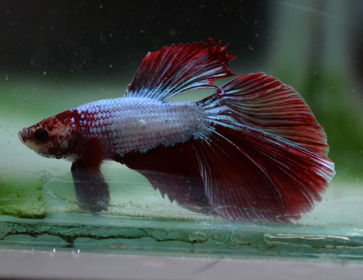 Red Purple Dragonscale Halfmoon Male