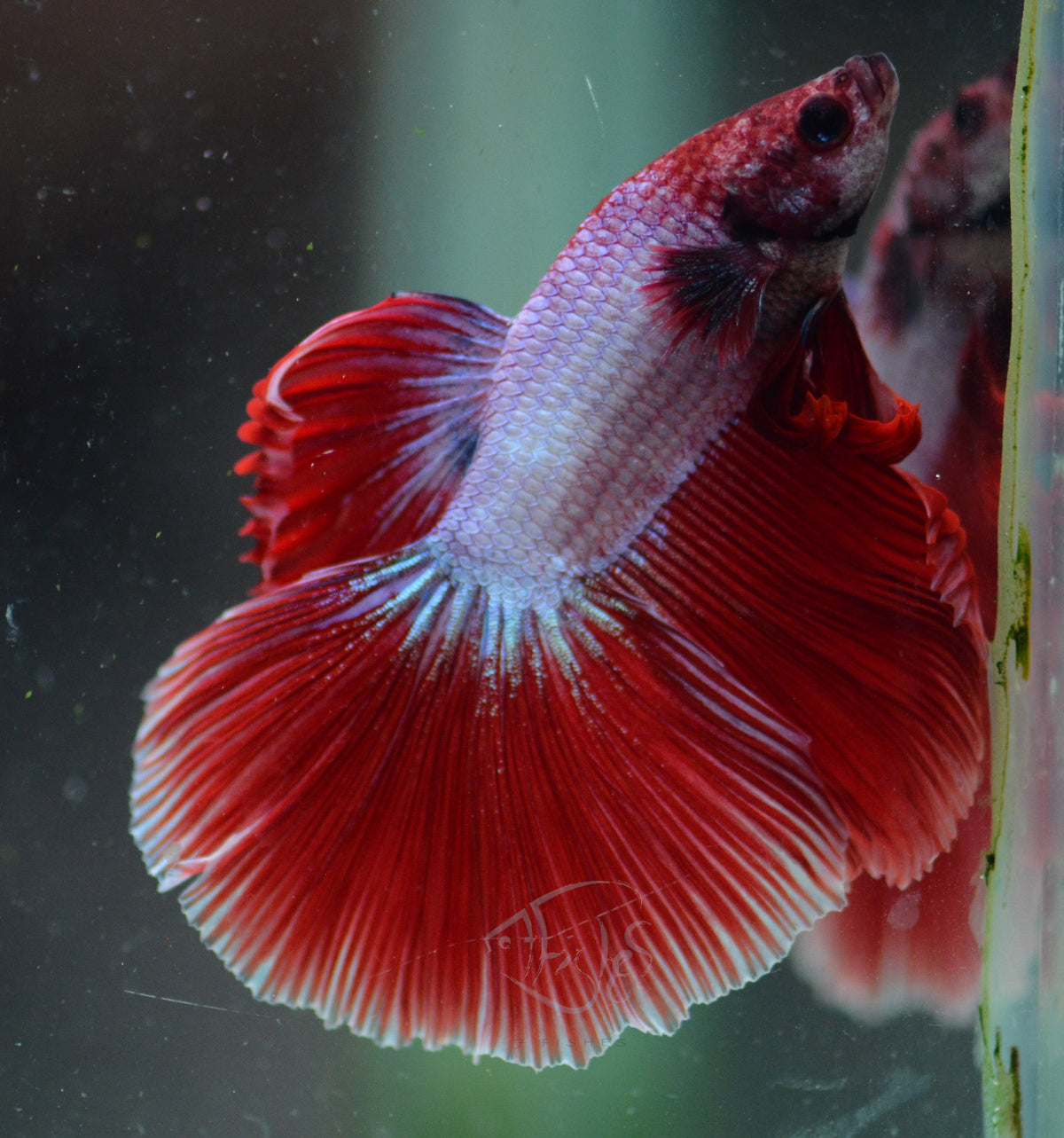 Red Purple Dragonscale Halfmoon Male