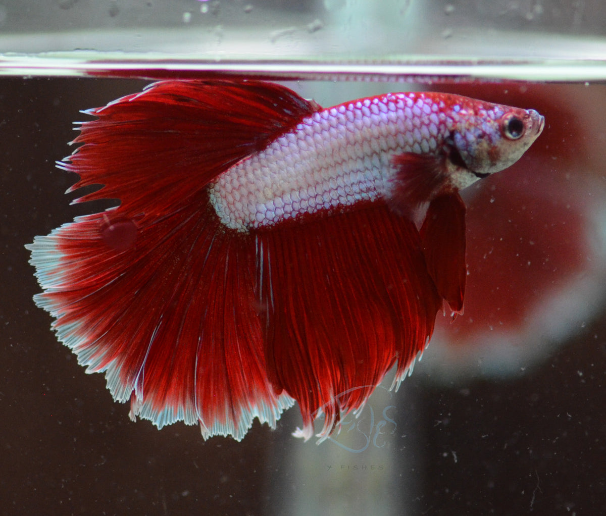 Red Purple Dragonscale Halfmoon Male