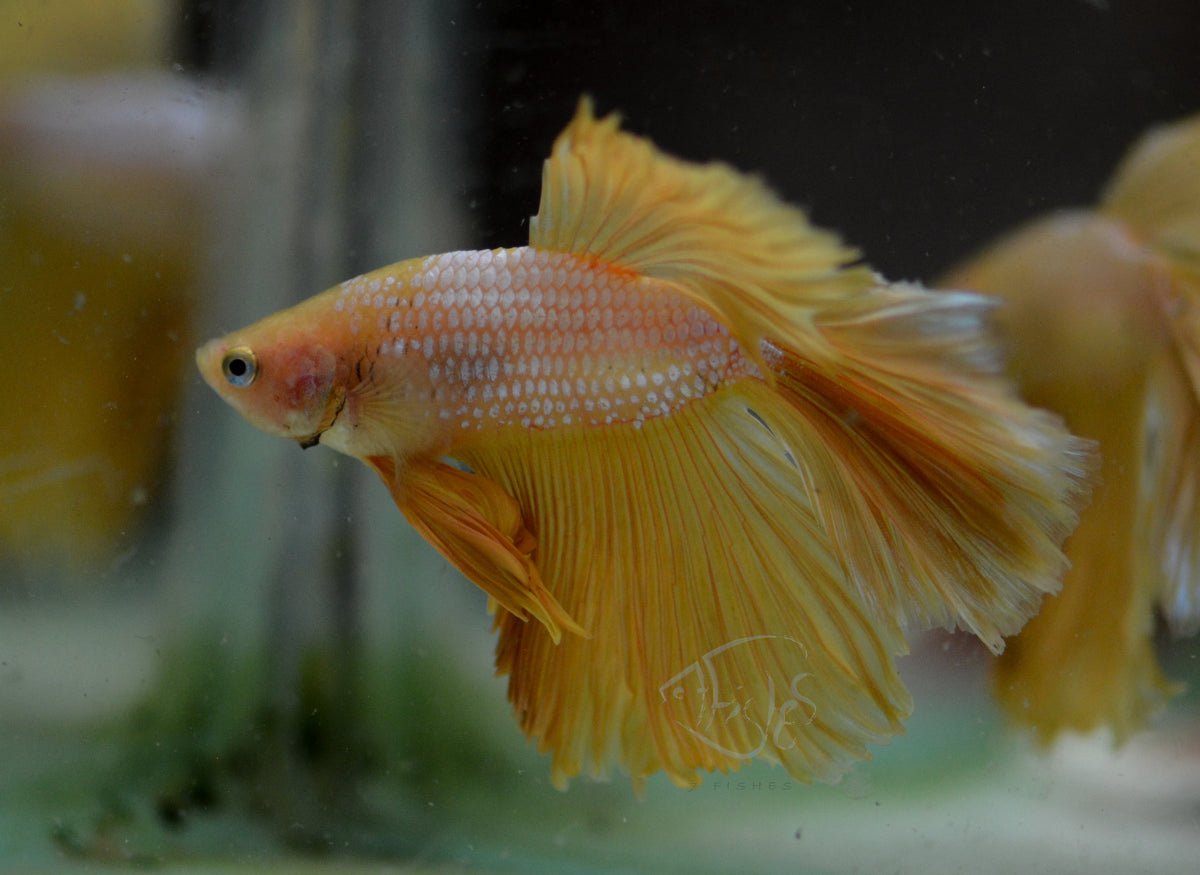 Yellow Dragonscale Halfmoon Male