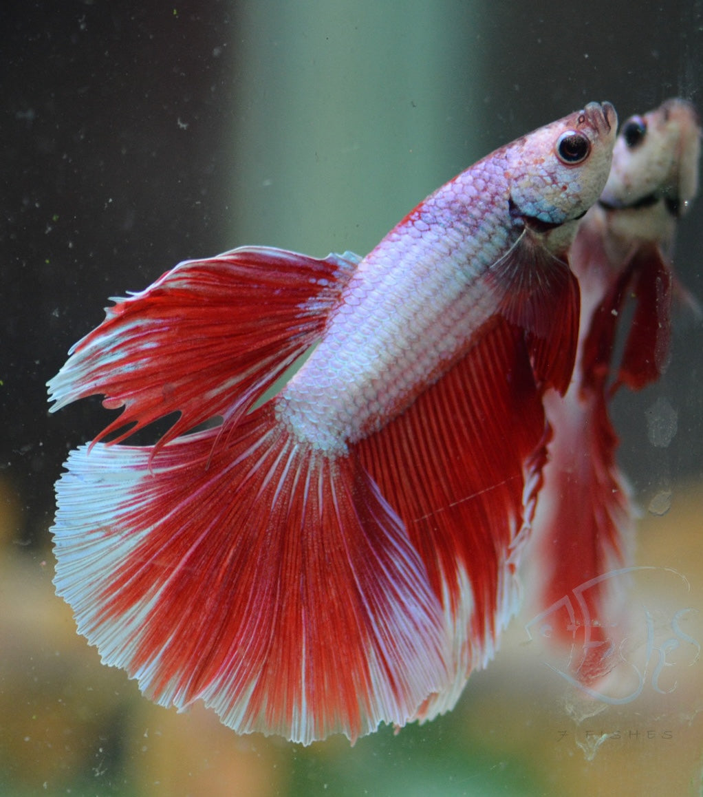 Red Purple Dragonscale Halfmoon Male