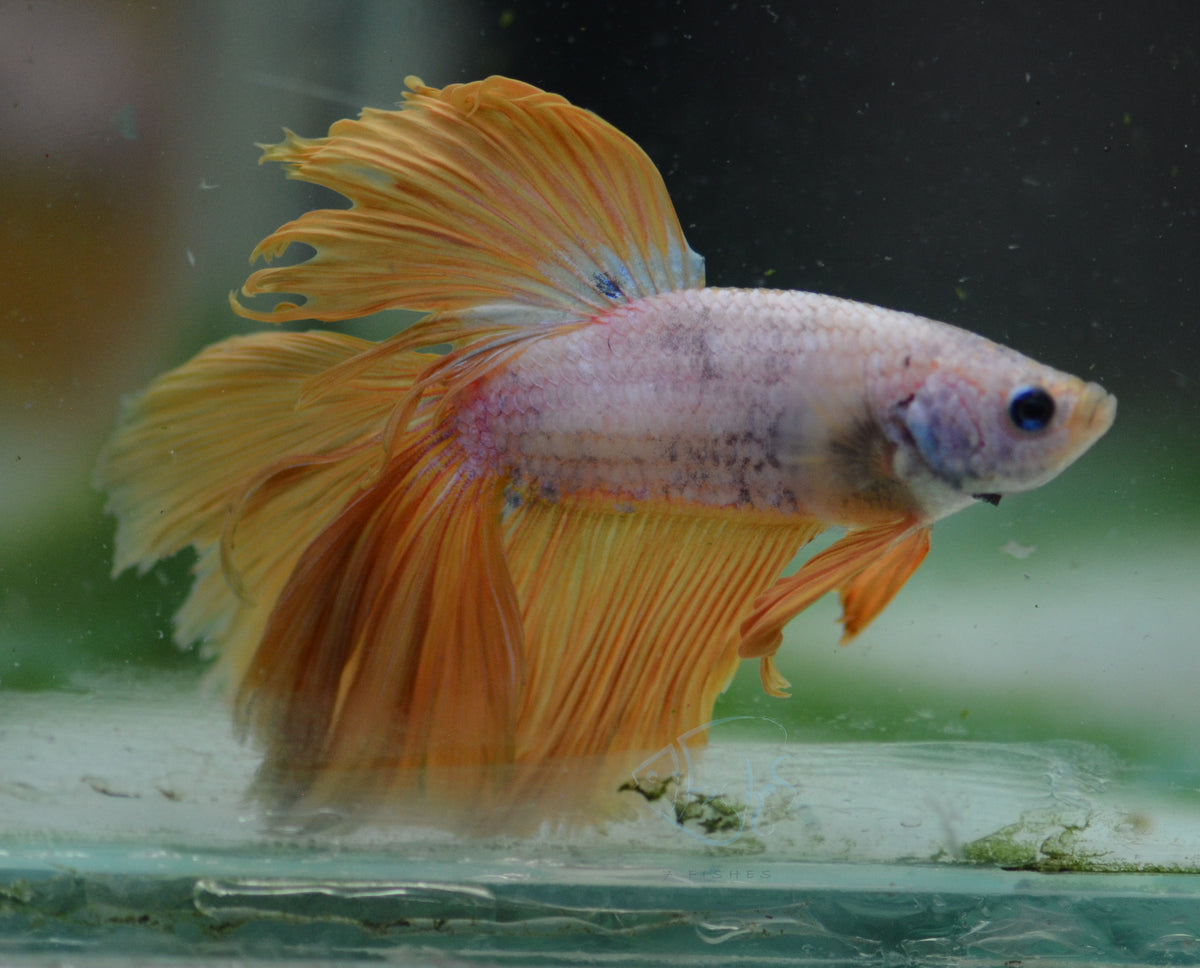 Yellow  Dragonscale Halfmoon Male