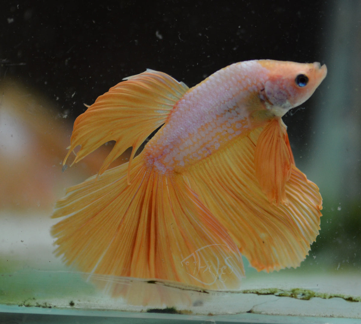 Yellow Dragonscale Halfmoon Male