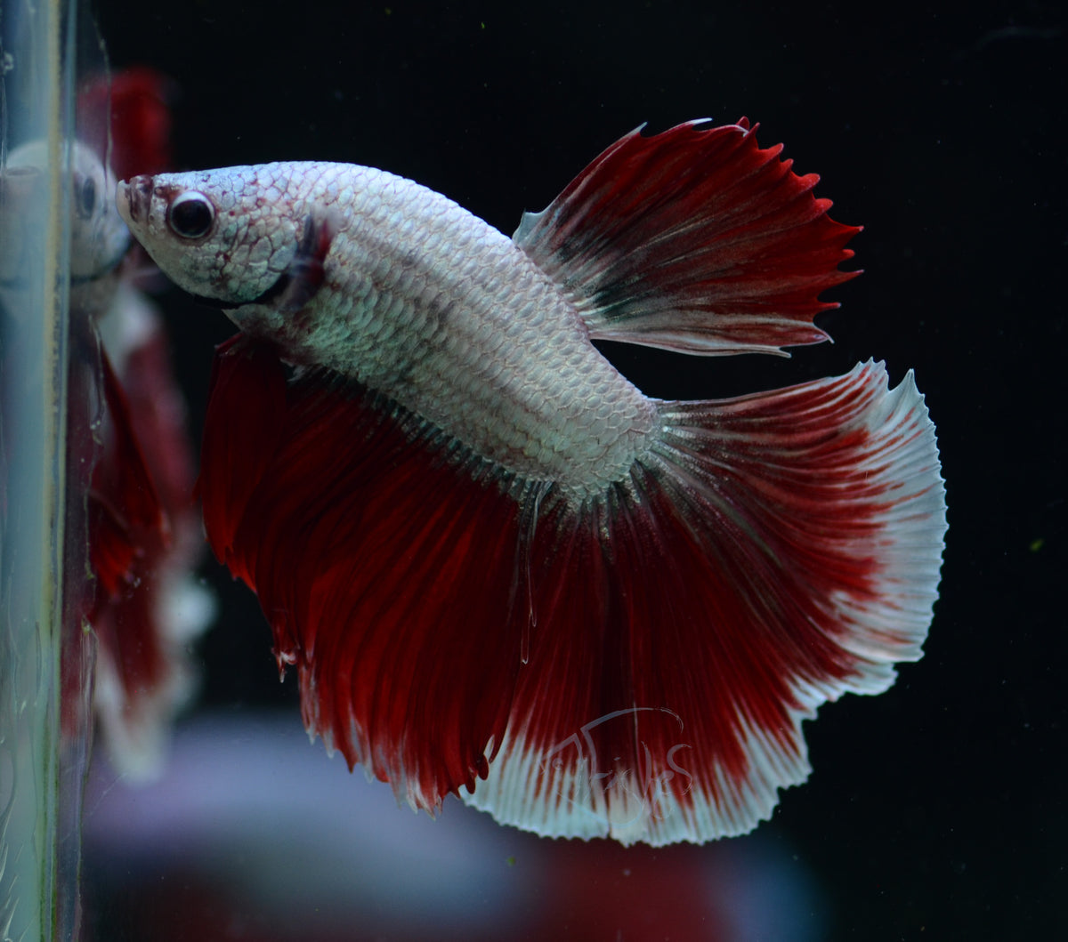 Red Dragon Halfmoon Male