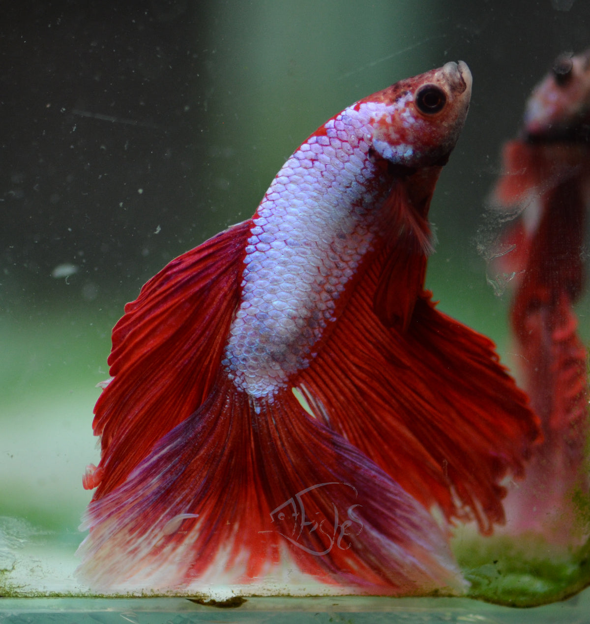 Red Purple Dragonscale Halfmoon Male