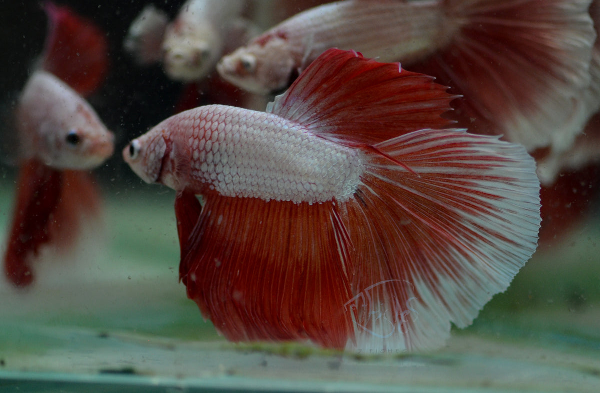 Red Orange Dragon Halfmoon Male