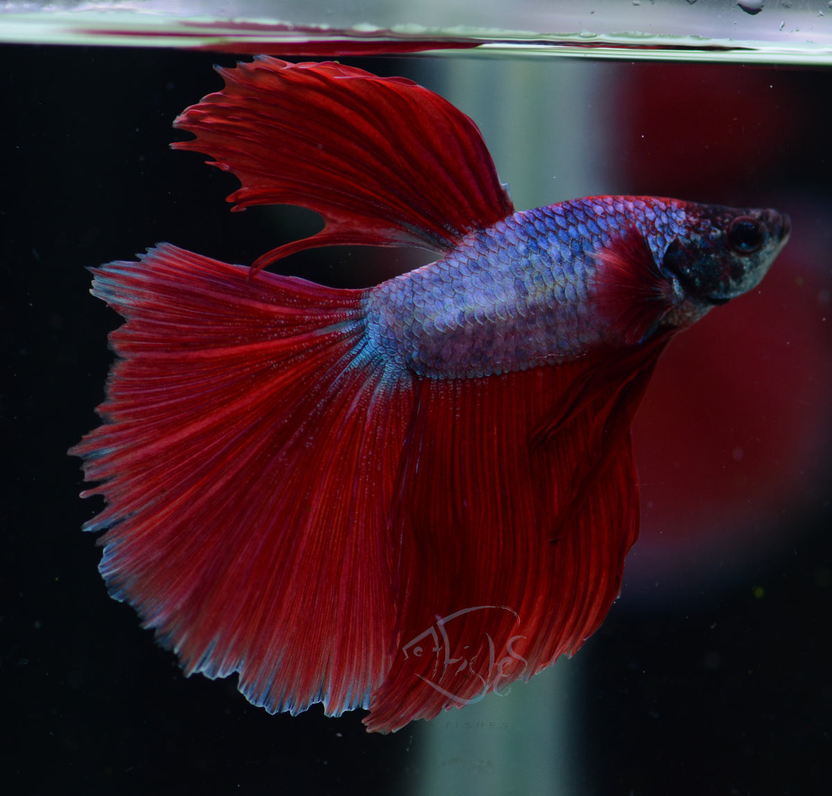 Red Purple Dragonscale Halfmoon Male