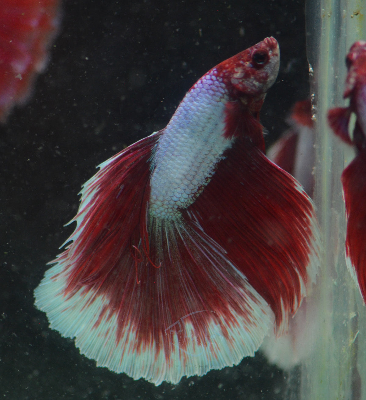 Red Purple Dragonscale Halfmoon Male