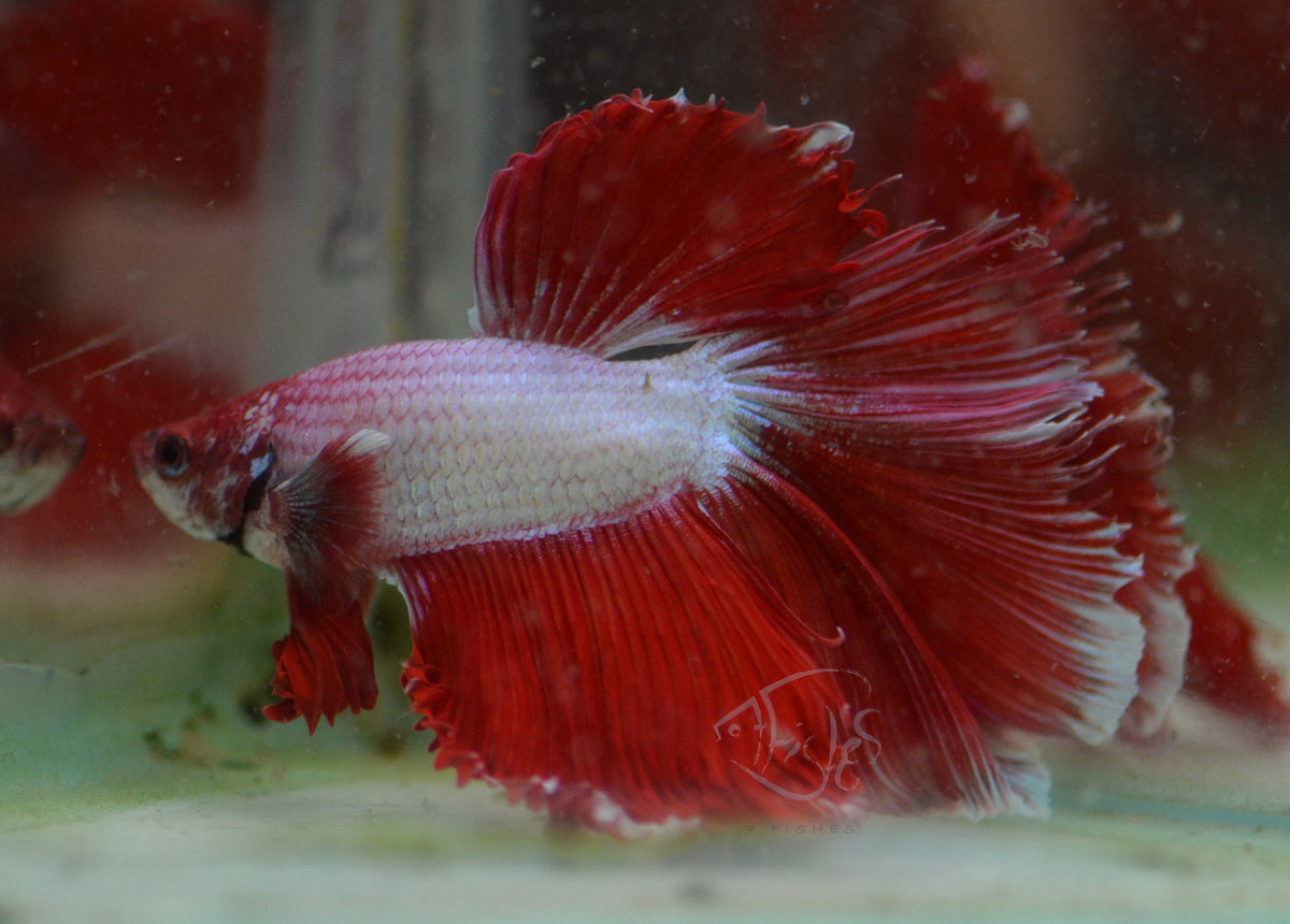 Red Purple Dragonscale Halfmoon Male