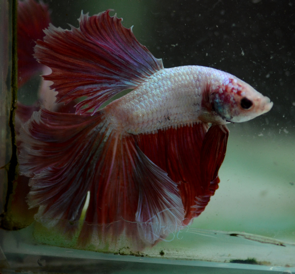 Red Purple Dragonscle Halfmoon Male