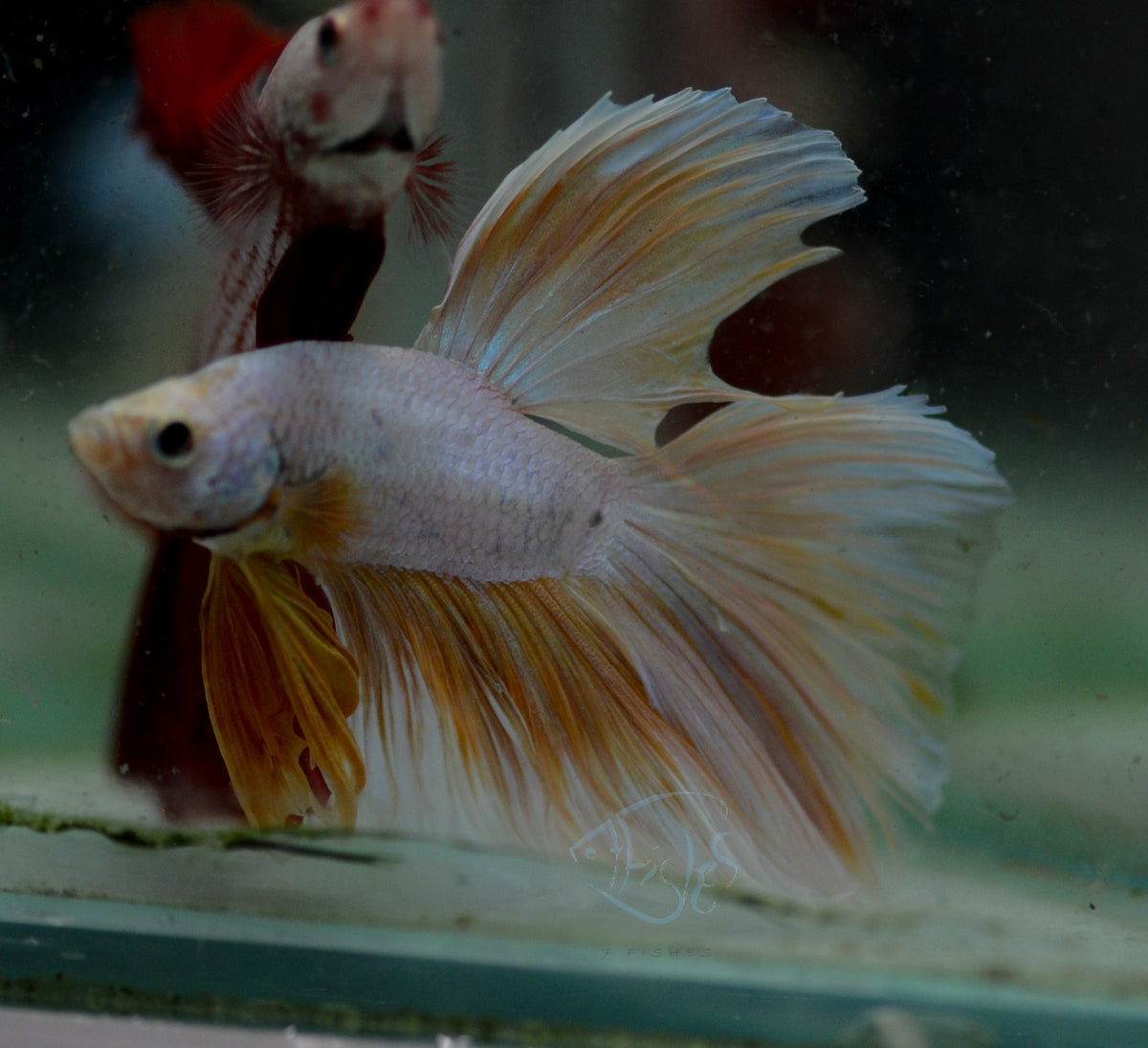 Yellow Dragonscle Halfmoon Male